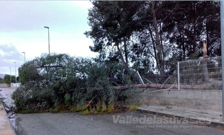 Borrasca Gloria Novelda