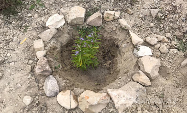 Reforestación sierra Tres Hermanas