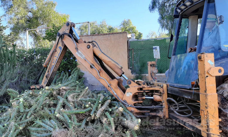 cactus Cylindropuntia