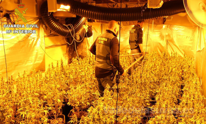 Plantación marihuana Novelda